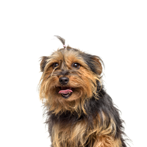 Happiness Is Pets Yorkie-Chon