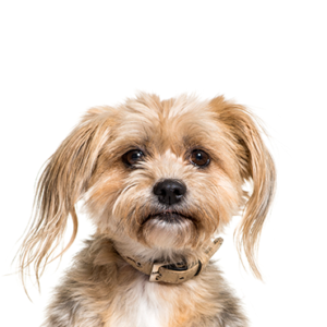 Happiness Is Pets Yorkiepoo