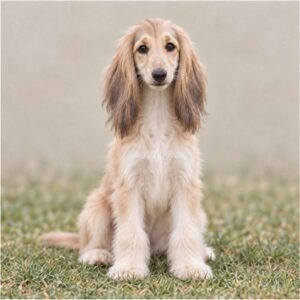 Elegant Afghan Hound with flowing, silky coat standing gracefully outdoors