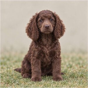 Lively brown dog with wavy coat standing in a grassy field
