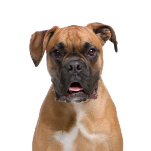 Happiness Is Pets Boxer