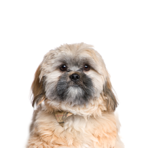 Happiness Is Pets Cavachon