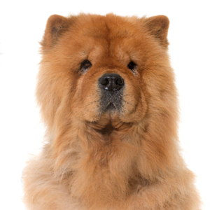 Happiness Is Pets Chow Chow