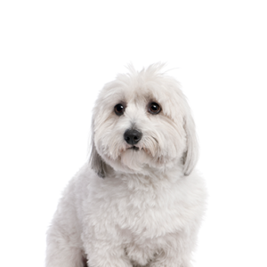 Happiness Is Pets Coton De Tulear