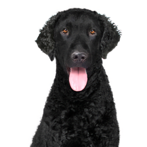 Happiness Is Pets Curly-Coated Retriever