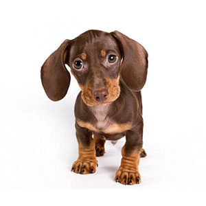 Happiness Is Pets Dachshund