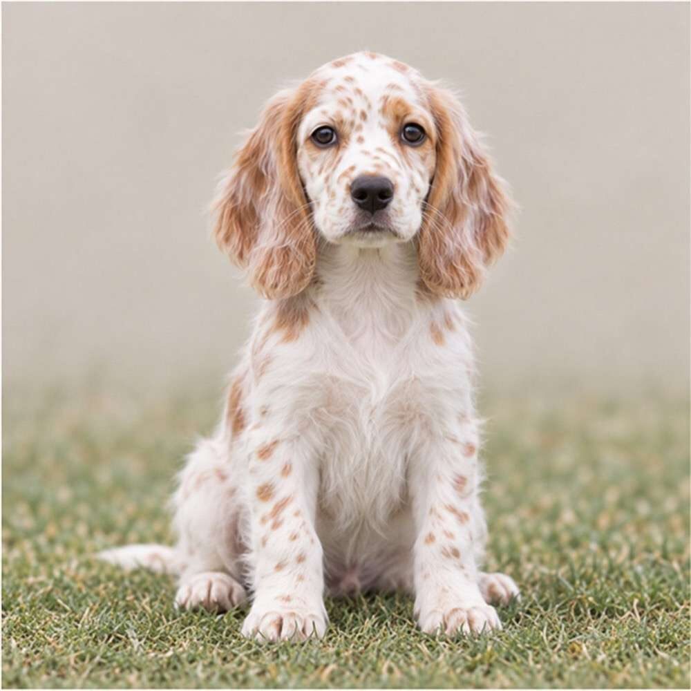 Elegant English Setter with a wavy, feathered coat, standing proudly outdoors