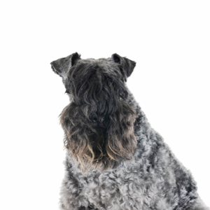 Happiness Is Pets Kerry Blue Terrier