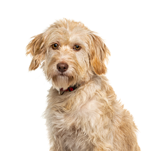 Happiness Is Pets Labradoodle