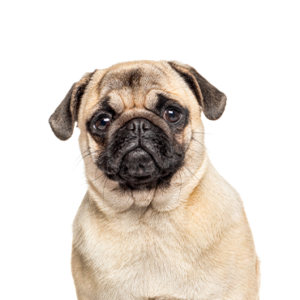Happiness Is Pets Pug
