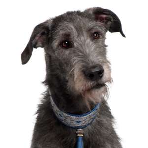 Happiness Is Pets Scottish Deerhound