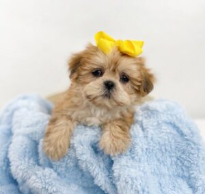 Happiness Is Pets Lhasa Apso puppy available