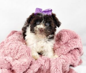 Happiness Is Pets Havanese puppy available