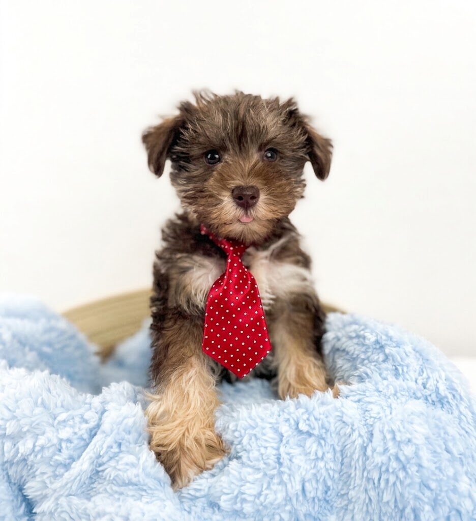 Miniature Schnauzer