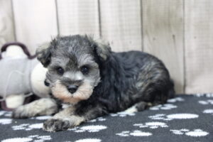 Miniature Schnauzer puppy