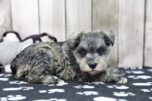 Miniature Schnauzer puppy