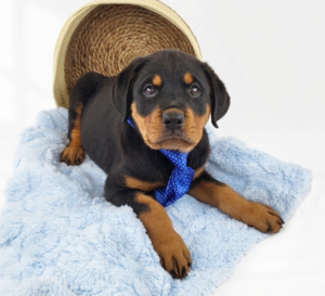 Rottweiler puppy