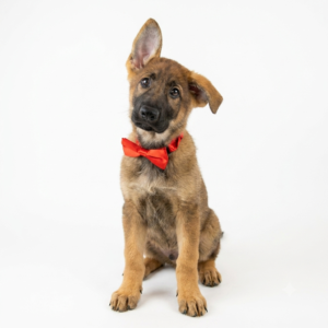 German Shepherd Dog puppy