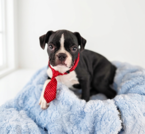 Happiness Is Pets Boston Terrier puppy available