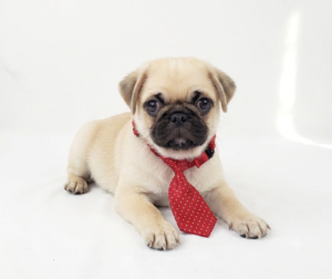 Happiness Is Pets Pug puppy available