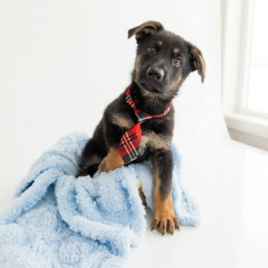 German Shepherd Dog puppy
