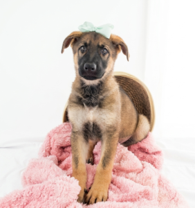 German Shepherd Dog puppy