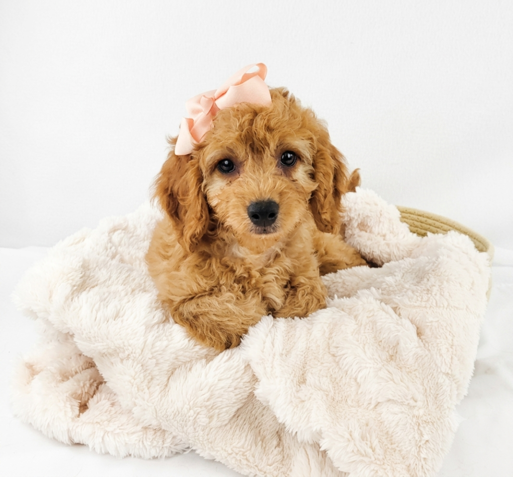 Cavapoo