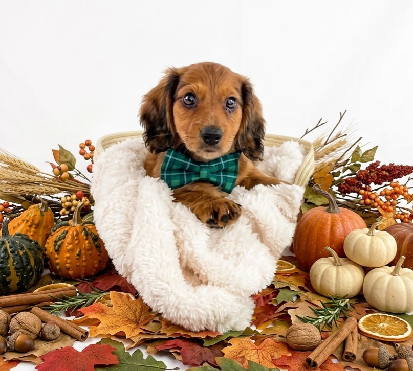 Miniature Dachshund