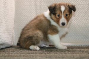 Shetland Sheepdog puppy