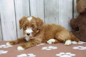 Miniature Bernadoodle puppy