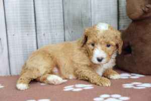 Miniature Bernadoodle puppy