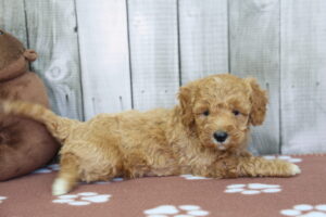Miniature Bernadoodle puppy