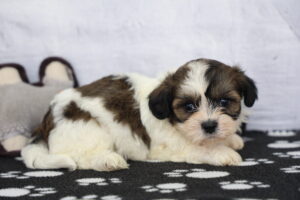 Teddy Bear puppy