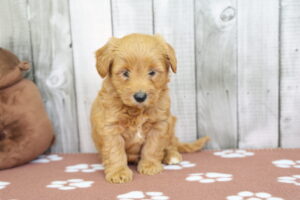 Miniature Bernadoodle puppy