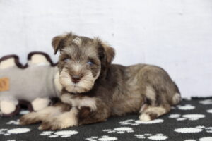 Miniature Schnauzer puppy