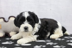 ShihPoo puppy