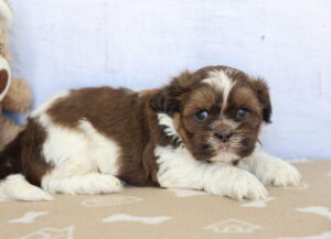 Shih Tzu puppy