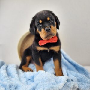 Rottweiler puppy