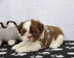 Shih Tzu puppy