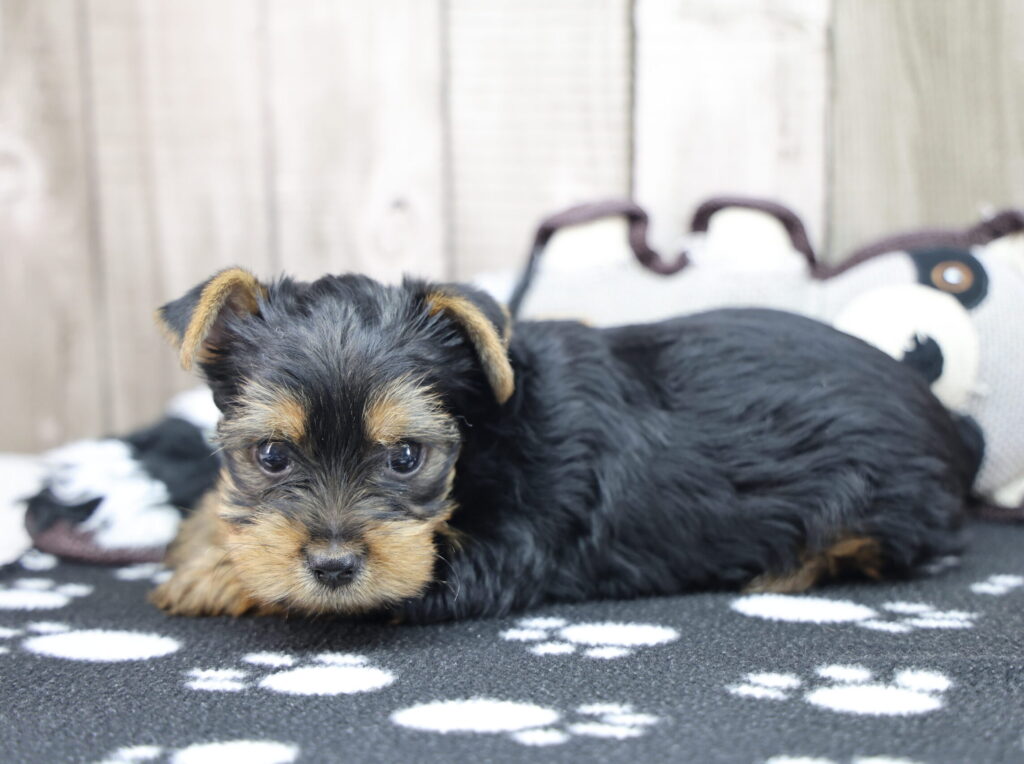 Tucker