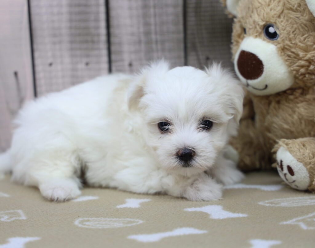 Munchkin