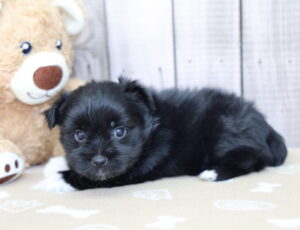 Morkie puppy