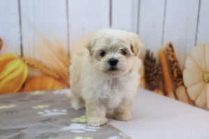 Maltipoo puppy