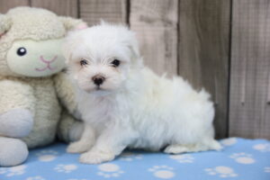 Maltese puppy