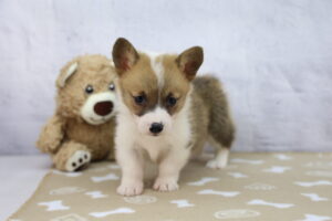 Pembroke Welsh Corgi puppy