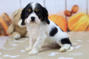 Cavalier King Charles Spaniel puppy