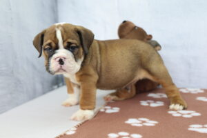 Victorian Bulldog puppy