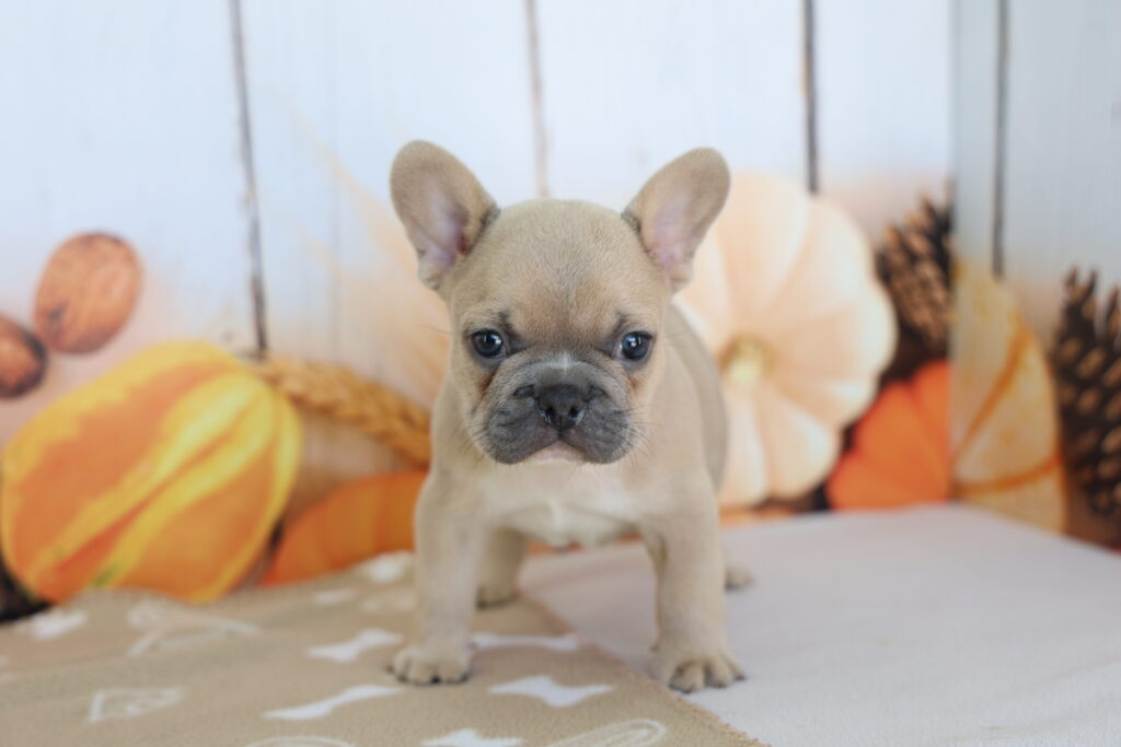 Brutus