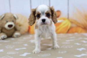 Cavalier King Charles Spaniel puppy