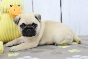 Pug puppy